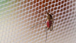 Mosquito em uma tela mosquiteira
